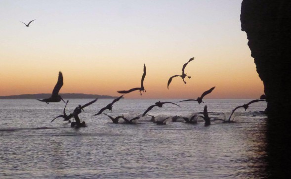 Pelican Show
