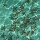 Sea Stars