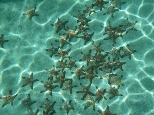 Sea Stars