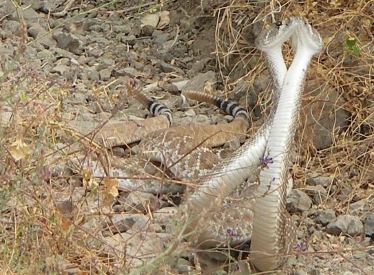 Snakes mating dance